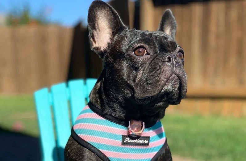 Features of Frenchie Dog You Need to Know About