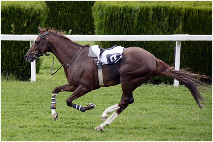 A Quick Guide to the Different Types of Race Horses